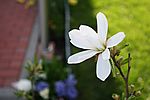 Die kleine Sternmagnolie hat auch in diesem Jahr wieder riesige Blüten