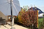 Meine ältesten Sträucher (sie sitzen seit Herbst 2008): Forsythie und Zierjohannisbeere