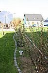 Der Rest der Strauchreihe sitzt erst im ersten oder zweiten Jahr