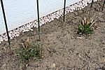 Ziemlich spät erst gepflanzt - aber schon die ersten Triebe bei unseren überwinterten Dahlien