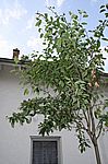 Neu zugezogen: unsere Kupfer-Felsenbirne