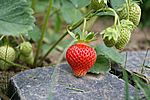 Die ersten Erdbeeren sind am erröten...