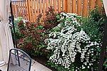 Spirea und Weigelie an der Terrasse - meine ältesten Sträucher (gepflanzt Herbst 2008)