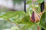 Die ersten Knospen an der Kletterrose...