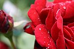 Wassertropfen an der Kletterrose